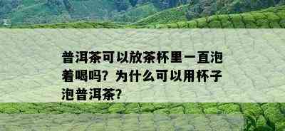 普洱茶可以放茶杯里一直泡着喝吗？为什么可以用杯子泡普洱茶？