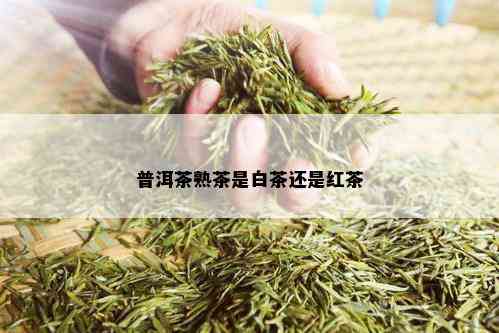 普洱茶熟茶是白茶还是红茶