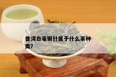 普洱白毫银针属于什么茶种类？