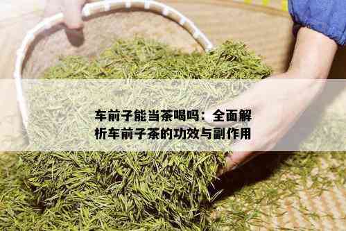 车前子能当茶喝吗：全面解析车前子茶的功效与副作用