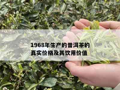 1968年生产的普洱茶的真实价格及其饮用价值