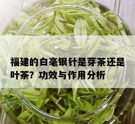 福建的白毫银针是芽茶还是叶茶？功效与作用分析