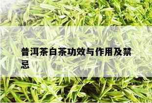 普洱茶白茶功效与作用及禁忌