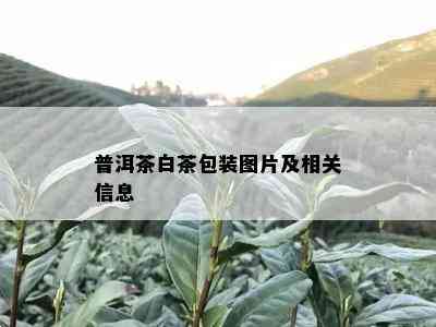 普洱茶白茶包装图片及相关信息