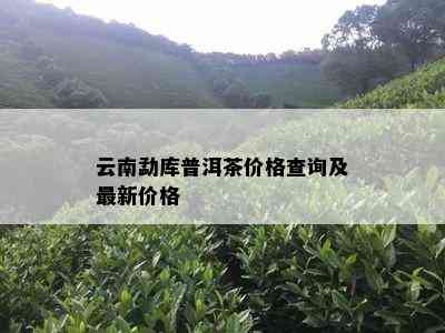 云南勐库普洱茶价格查询及最新价格