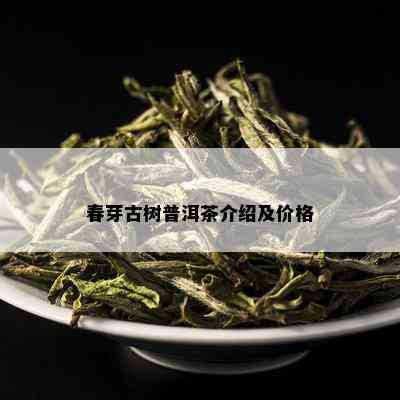 春芽古树普洱茶介绍及价格