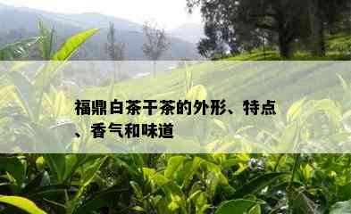 福鼎白茶干茶的外形、特点、香气和味道