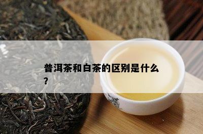 普洱茶和白茶的区别是什么？