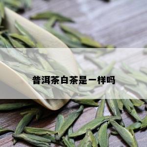 普洱茶白茶是一样吗