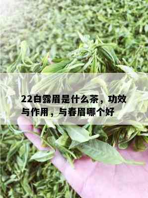 22白露眉是什么茶，功效与作用，与春眉哪个好