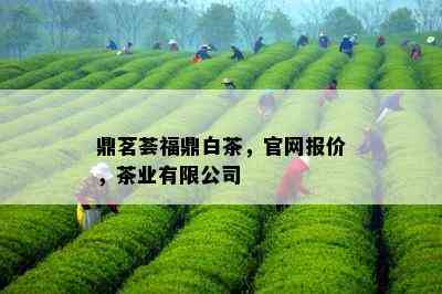 鼎茗荟福鼎白茶，官网报价，茶业有限公司