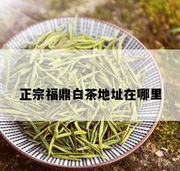 正宗福鼎白茶地址在哪里