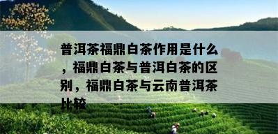 普洱茶福鼎白茶作用是什么，福鼎白茶与普洱白茶的区别，福鼎白茶与云南普洱茶比较