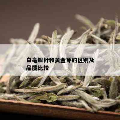 白毫银针和黄金芽的区别及品质比较