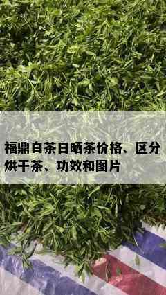 福鼎白茶日晒茶价格、区分烘干茶、功效和图片