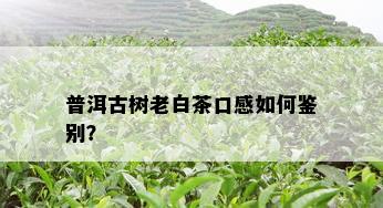 普洱古树老白茶口感如何鉴别？