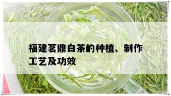 福建茗鼎白茶的种植、制作工艺及功效