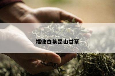 福鼎白茶是山甘草