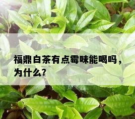 福鼎白茶有点霉味能喝吗，为什么？