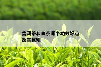 普洱茶和白茶哪个功效好点及其区别