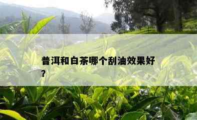 普洱和白茶哪个刮油效果好？