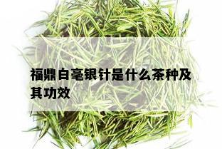 福鼎白毫银针是什么茶种及其功效