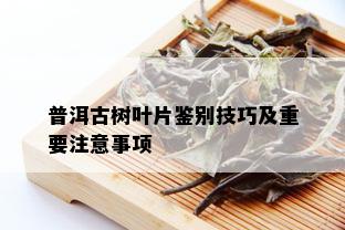 普洱古树叶片鉴别技巧及重要注意事项