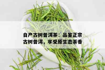 自产古树普洱茶：品鉴正宗古树普洱，享受原生态茶香