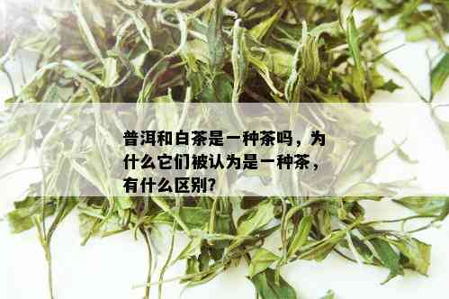 普洱和白茶是一种茶吗，为什么它们被认为是一种茶，有什么区别？