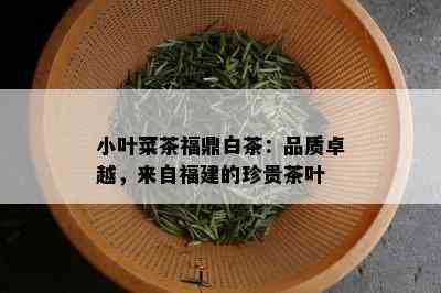 小叶菜茶福鼎白茶：品质卓越，来自福建的珍贵茶叶