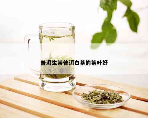 普洱生茶普洱白茶的茶叶好