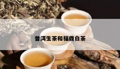 普洱生茶和福鼎白茶