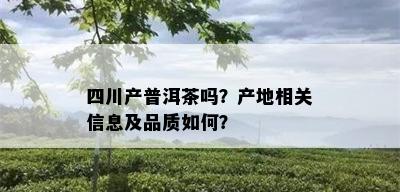 四川产普洱茶吗？产地相关信息及品质如何？