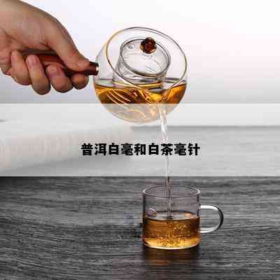 普洱白毫和白茶毫针