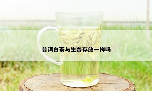 普洱白茶与生普存放一样吗