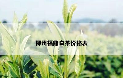 柳州福鼎白茶价格表