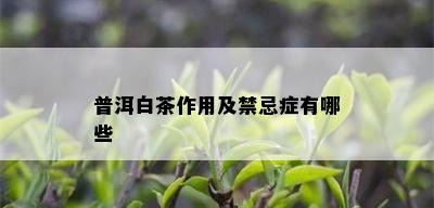 普洱白茶作用及禁忌症有哪些