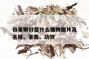 白毫银针是什么植物图片及名称、茶类、功效