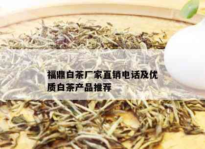 福鼎白茶厂家直销电话及优质白茶产品推荐