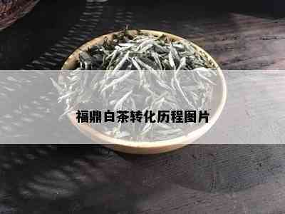 福鼎白茶转化历程图片