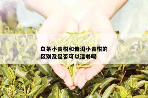 白茶小青柑和普洱小青柑的区别及是否可以混着喝