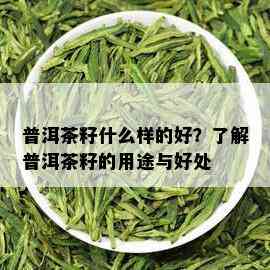 普洱茶籽什么样的好？了解普洱茶籽的用途与好处