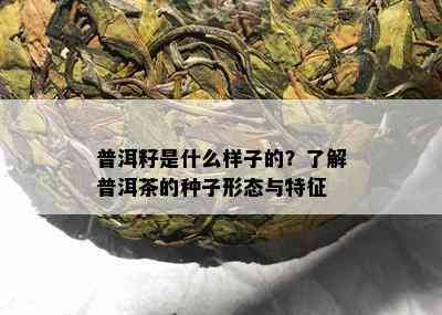 普洱籽是什么样子的？了解普洱茶的种子形态与特征