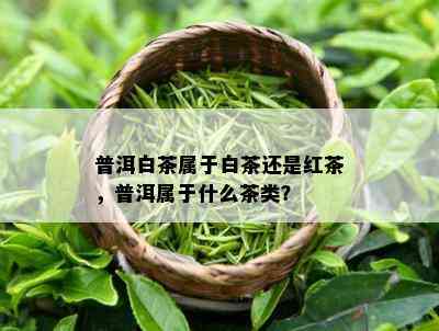 普洱白茶属于白茶还是红茶，普洱属于什么茶类？