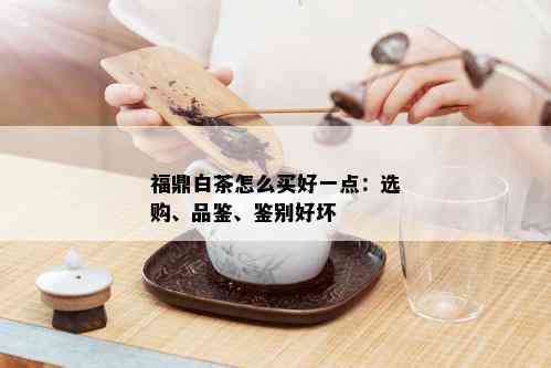 福鼎白茶怎么买好一点：选购、品鉴、鉴别好坏