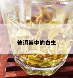 普洱茶中的白虫