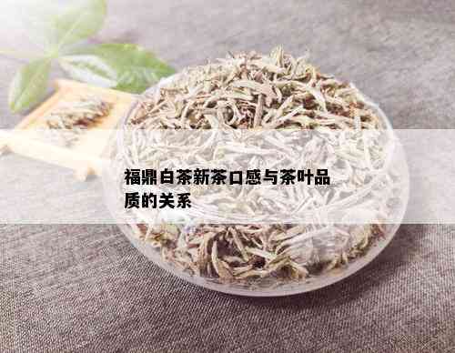 福鼎白茶新茶口感与茶叶品质的关系