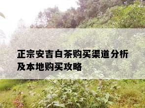 正宗安吉白茶购买渠道分析及本地购买攻略