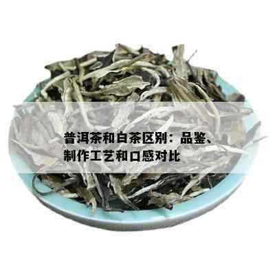 普洱茶和白茶区别：品鉴、制作工艺和口感对比