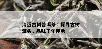 清远古树普洱茶：探寻古树源头，品味千年传承